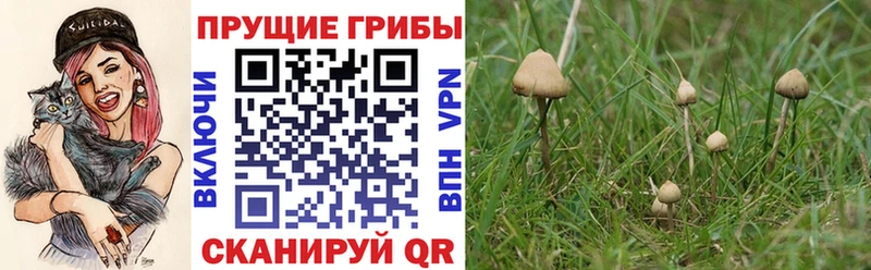 Купить где  Новопавловск  Псилоцибиновые грибы MAGIC MUSHROOMS 